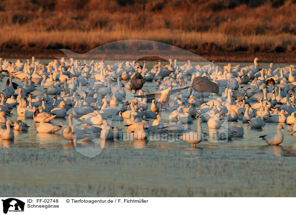 Schneegnse / snow geese / FF-02748