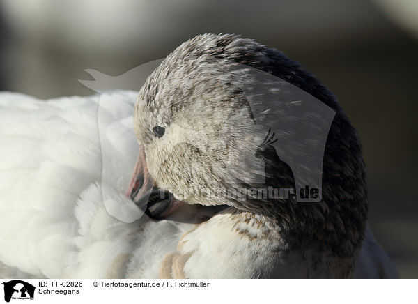 Schneegans / snow goose / FF-02826