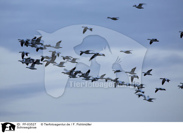 Schneegnse / snow geese / FF-03527
