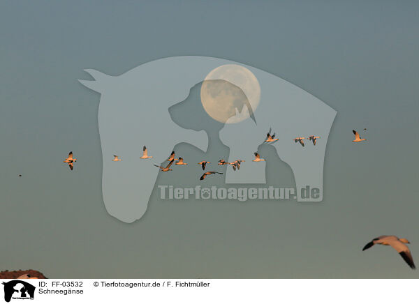 Schneegnse / FF-03532