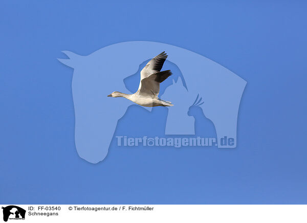 Schneegans / snow goose / FF-03540