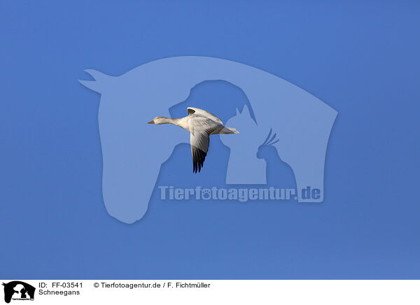 Schneegans / FF-03541