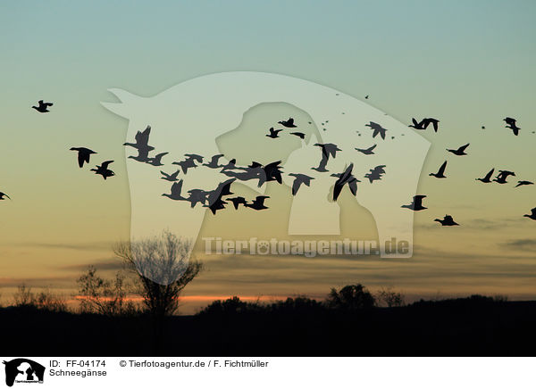 Schneegnse / snow geese / FF-04174