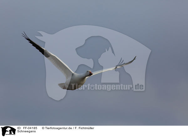Schneegans / FF-04185