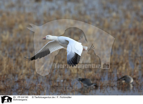 Schneegans / snow goose / FF-04190