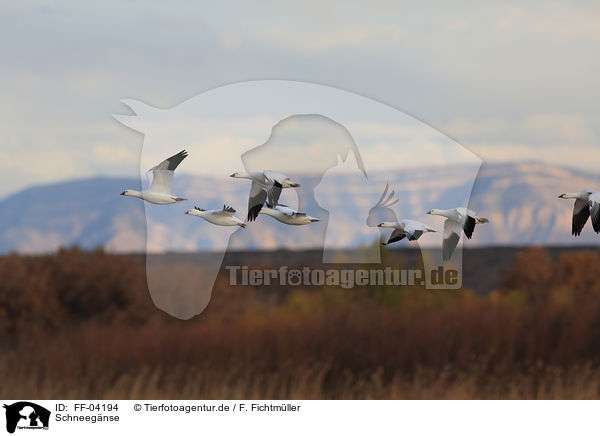 Schneegnse / snow geese / FF-04194