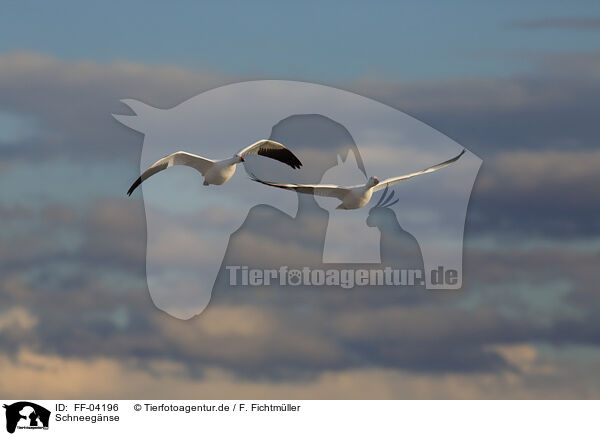 Schneegnse / FF-04196