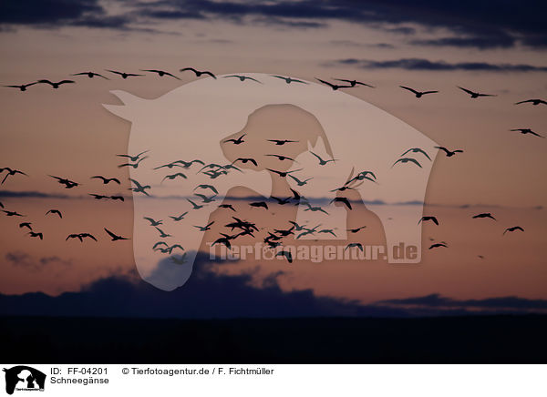 Schneeg�nse / snow geese / FF-04201