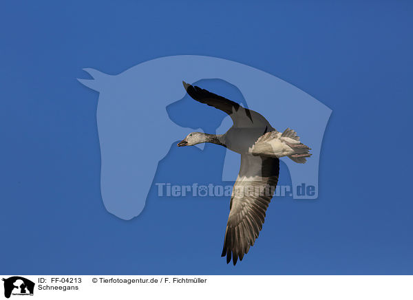 Schneegans / FF-04213