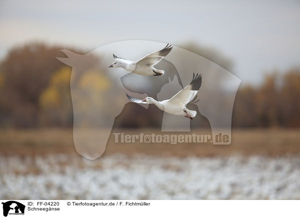 Schneegnse / FF-04220