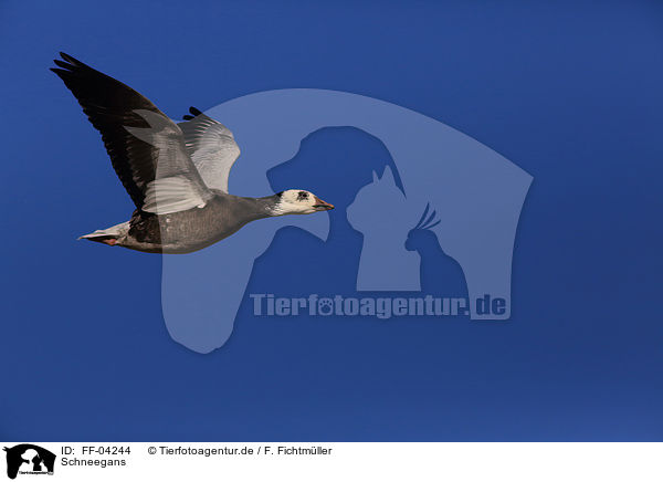 Schneegans / FF-04244