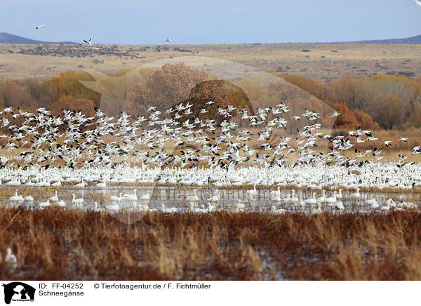Schneegnse / snow geese / FF-04252