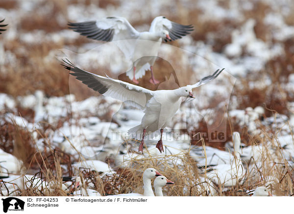 Schneegnse / FF-04253