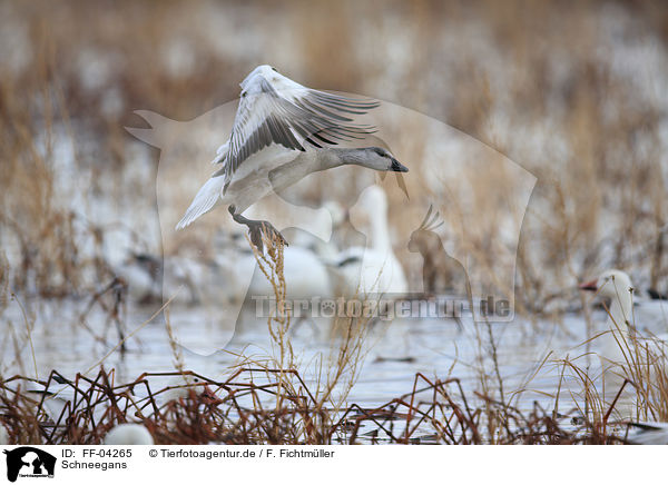Schneegans / snow goose / FF-04265