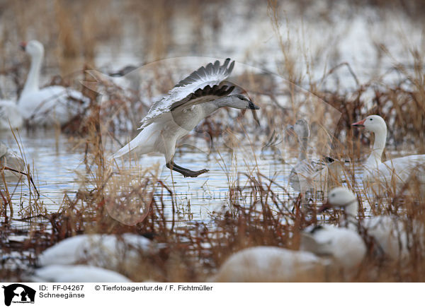Schneegnse / snow geese / FF-04267