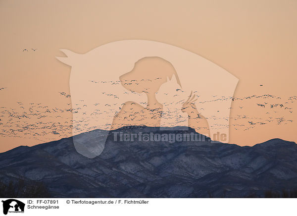 Schneegnse / FF-07891