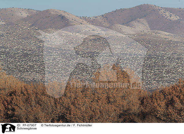 Schneegnse / snow geese / FF-07907