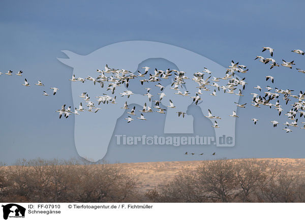 Schneegnse / FF-07910