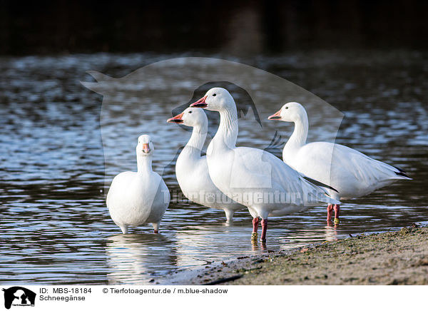 Schneegnse / MBS-18184