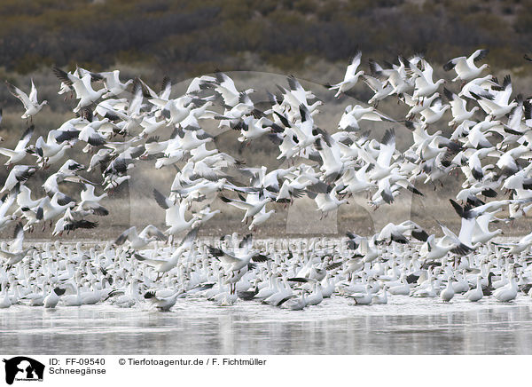 Schneeg�nse / Snow Geese / FF-09540