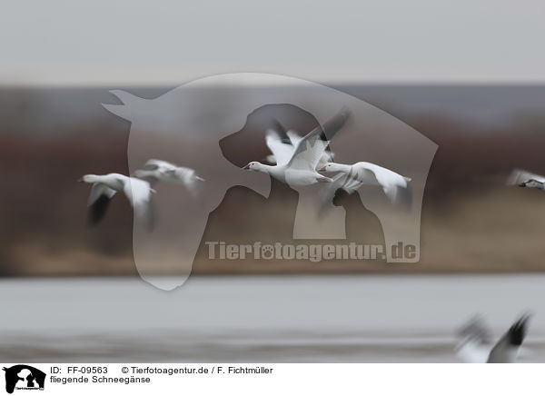 fliegende Schneegnse / flying Snow Geese / FF-09563