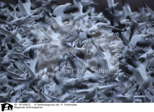 fliegende Schneegnse / flying Snow Geese / FF-09572