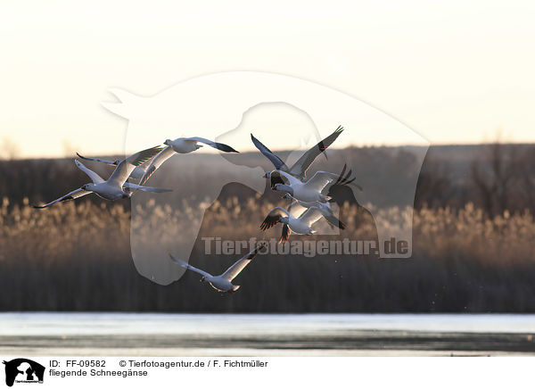 fliegende Schneegnse / flying Snow Geese / FF-09582
