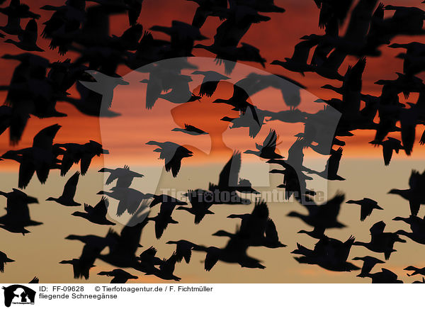 fliegende Schneegnse / flying Snow Geese / FF-09628