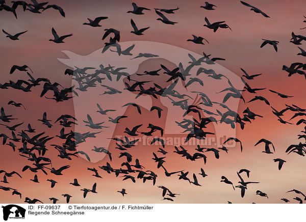 fliegende Schneeg�nse / flying Snow Geese / FF-09637