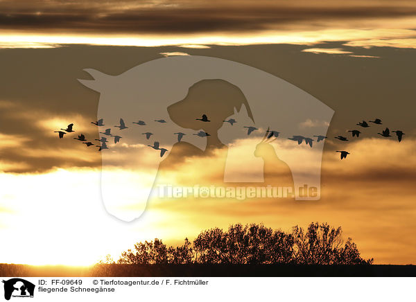 fliegende Schneegnse / FF-09649
