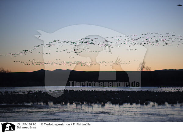 Schneegnse / snow geese / FF-10776