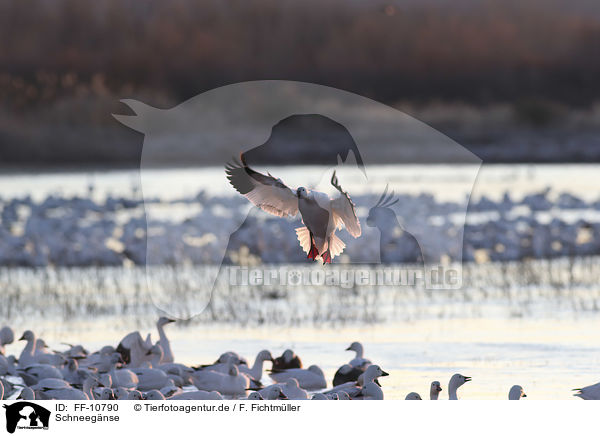 Schneegnse / snow geese / FF-10790