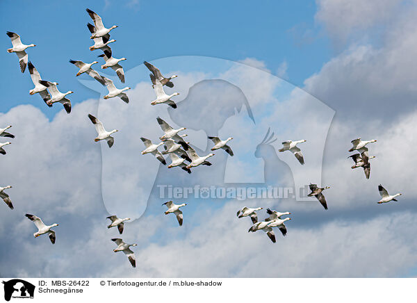 Schneegnse / snow geese / MBS-26422