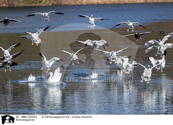 Schneegnse / snow geese / MBS-26424