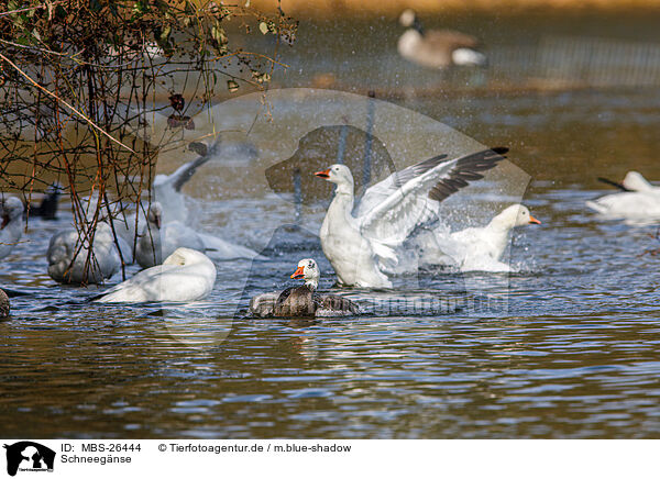 Schneegnse / snow geese / MBS-26444