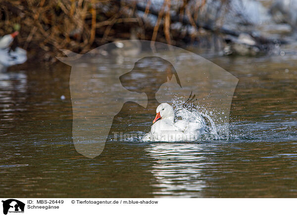 Schneegnse / snow geese / MBS-26449