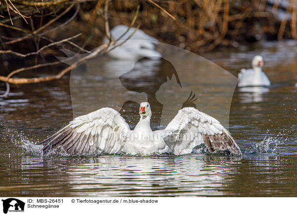 Schneegnse / snow geese / MBS-26451