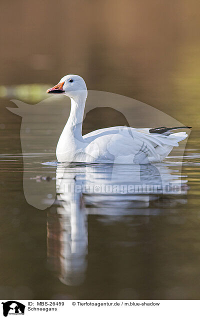 Schneegans / snow goose / MBS-26459