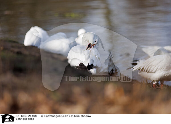 Schneegnse / snow geese / MBS-26468