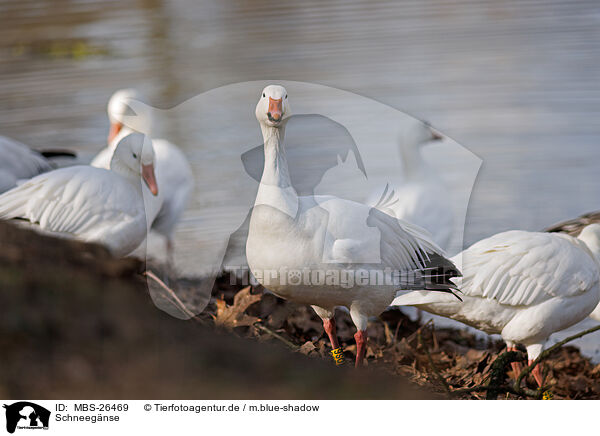 Schneegnse / MBS-26469