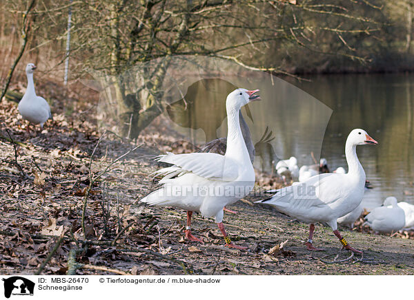 Schneegnse / snow geese / MBS-26470