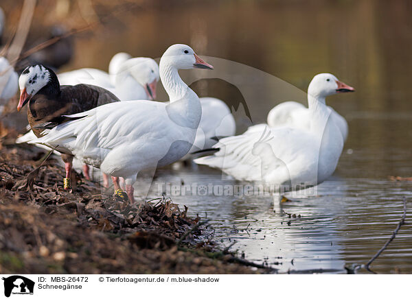 Schneegnse / snow geese / MBS-26472
