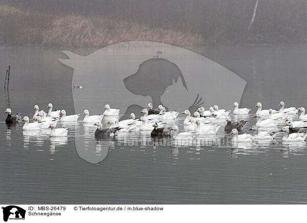 Schneegnse / MBS-26479
