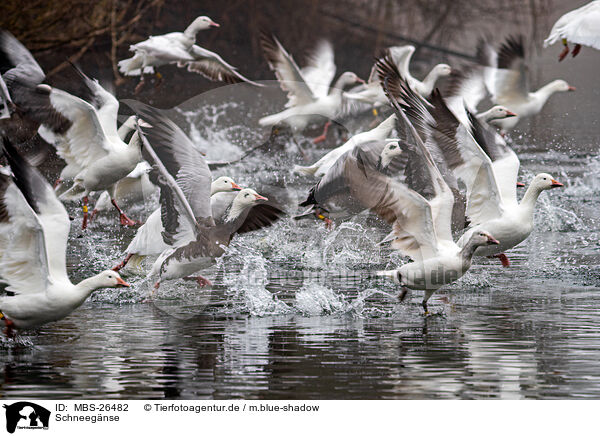 Schneegnse / snow geese / MBS-26482