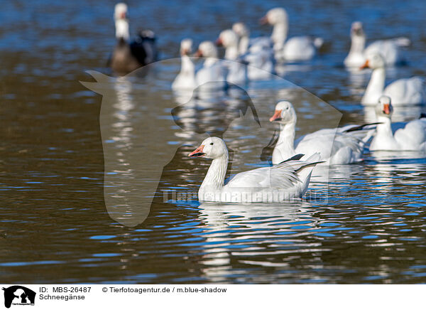 Schneegnse / MBS-26487