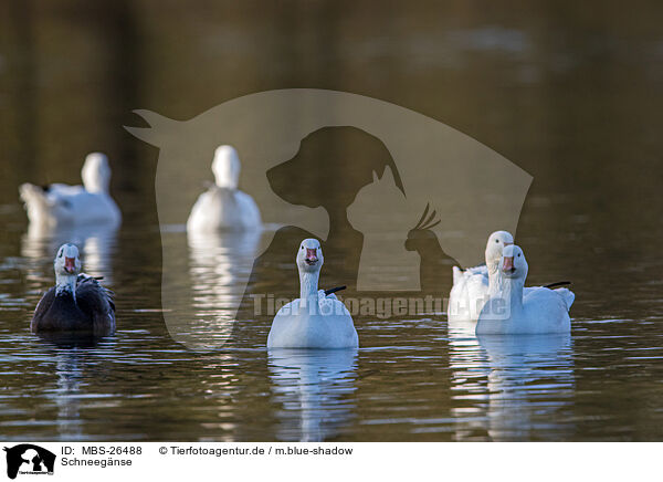 Schneeg�nse / MBS-26488