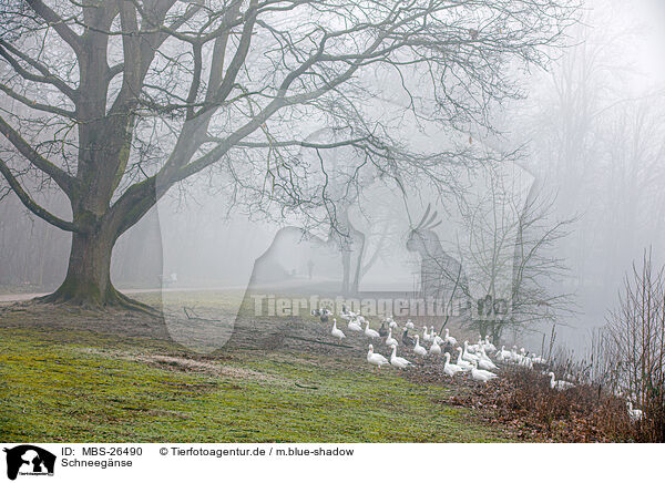 Schneegnse / snow geese / MBS-26490