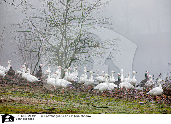 Schneegnse / MBS-26491
