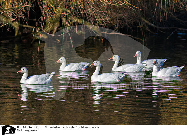 Schneegnse / MBS-26505