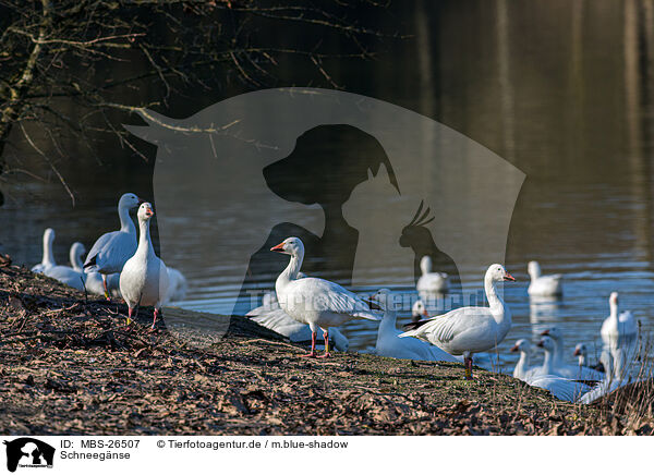 Schneegnse / snow geese / MBS-26507